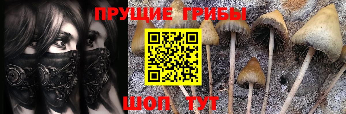 Галлюциногенные грибы Psilocybe Касимов